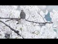 spring 4k ultra hd • stunning footage spring scenic relaxation film with calming music.