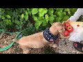 【家庭菜園の収穫】をするpart 1 🍅ばぁちゃんとaコッカー犬石松くん harvesting the vegetable garden