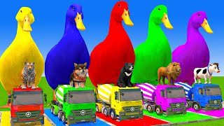 5 Giant Duck Cartoon,Cow,Mammoth,Dog,T-Rex,Lion,Tiger Paint Wild Animals Crossing Fountain Animation