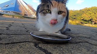 三毛猫と黒猫に給餌すると美味しそうに全部食べた。When I fed the calico and black cats they ate everything deliciously.Vol.435