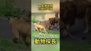 一隻讓雄獅討厭的母獅 #獅子#動物世界