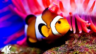 3HRS Aquarium 4K UHD Video - Beautiful clownfish with relaxing music to relieve stress