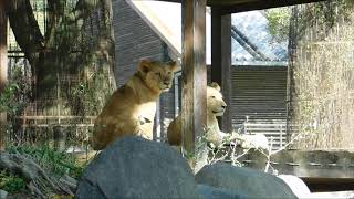 【ライオンの赤ちゃん】生後5ヶ月スクスク成長　ララちゃん＆イオちゃん♪　2020/11/8　とべ動物園