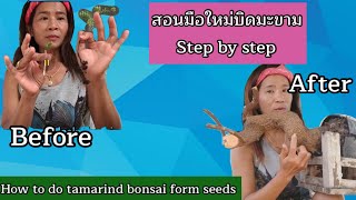 บอนไซมือใหม่ สอนบิดมะขาม step by step,บอนไซอาชีพเสริมยุคโควิด tamarind bonsai form seed,kaeo bonsai