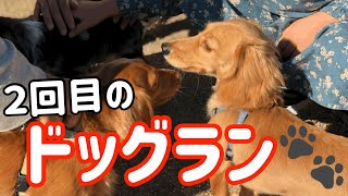 犬見知りしないダックスがドッグランに行くと…2回目のドッグラン【ミニチュアダックスフンド】モカの気持ちNo.40🐾