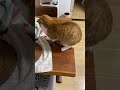 やんちゃな玉次郎😅 猫 cat 玉ちゃん ねこ shorts