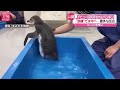 【ペンギンまとめ】“パタパタ” 追いかけていたのは…ペンギン２匹が謎の行動 【ペンギン】客の移動に合わせ… 仲間と勘違い？ 赤ちゃんペンギンと飼育員が攻防　など（日テレニュース live）