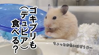 閲覧注意　ハムスターはゴキブリ（デュビア）も食べる？[ハムスター／パンダマウス／モルモット／ステップレミング】