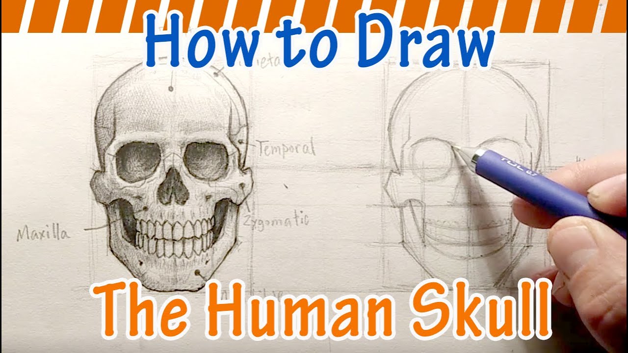 How To Draw The Human Skull Intelligencesupply16