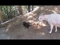 goat joy watches black mom takes a sand spa please read description 山羊依依好奇母雞黑媽和小雞在沙山上洗砂浴 請看描述欄