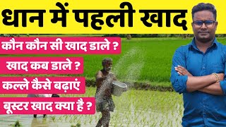 धान‌ में पहली खाद कब कौन सी डालें  Dhan me pahli khad // First Fertilizer for Paddy // कल्ले भी बढाए