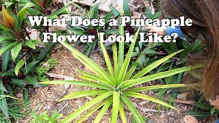 What Does a Pineapple Flower Look Like?