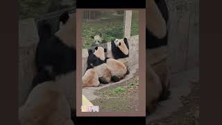 大熊猫二顺乔迁大喜，四喜丸子过来窗口祝贺新邻居。4 pandas say hello to new neighbor from window.#panda #大熊猫 #animals #cute