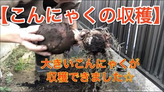 【収穫】自宅で植えたこんにゃくを収穫してみた。2019年10月9日