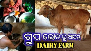 ଗୋପାଳନ ||Dairy farming||Dairy farm In Odisha ||dairy farm cow||Animal Farm||Gaonlia Farming Odisha||