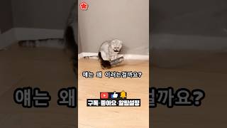 얘는 왜 이러는걸까요? 병탈출 아기 고양이