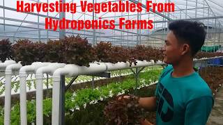 Harvesting Vegetables Hydroponics,ដល់ថ្ងៃប្រមូលផលហើយ!!!