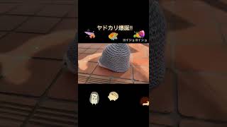 ヤドカリ爆誕‼️ハリちゃん ハリネズミ