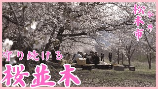 荒れ地に植えたサクラの木　25年後桜並木に　住民が節目祝う（2024年4月16日放送「news every.」より）