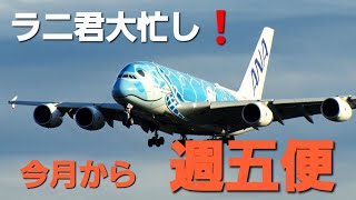 ✈✈RJAA成田空港 ラニ君大忙し”今月から成田～ハワイ線が週五便運航”フライングホヌ FLYING HONU全日空 (All Nippon Airways)Airbus A380-841JA381A