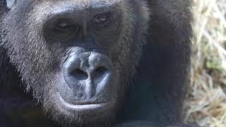 ゲンタロウファンに届ける。美男ゴリラのゲンタロウ！【京都市動物園】