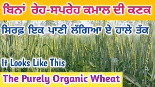 ਬਿਨਾਂ ਰੇਹ-ਸਪਰੇਹ ਦੇ ਕਮਾਲ ਦੀ ਕਣਕ | 50ਵੇਂ ਦਿਨ ਪਹਿਲਾ ਪਾਣੀ | Organic Wheat | 1st Irrigation On 50th Day