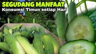 JANGAN LEWATKAN‼️ 15 Manfaat Konsumsi MENTIMUN Setiap Hari bagi Tubuh