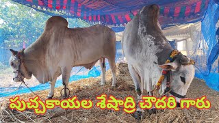 పుచ్చకాయల శివ పార్వతి కళ్యాణ్\u0026 పుచ్చకాయ శేషాద్రి చౌదరి గారి న్యూ క్యాటగిరి గిత్తలు....in Nandigama