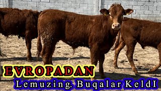 EVROPADAN  Lemuzing , Angus , Va Sharale  Buqalar. Keldi Karantin . ☎️91,046,09,81