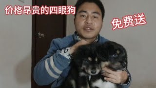 价格昂贵的四眼狗铁包金免费送，不要押金来河北石家庄领养【环华胜勇】