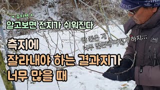 사과나무 전지법 후지편 2