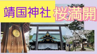 靖国神社　桜満開