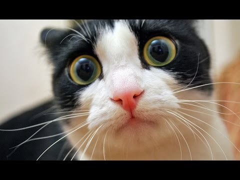 8 Things That Piss Off Cats 8 Things That Piss Off Cats