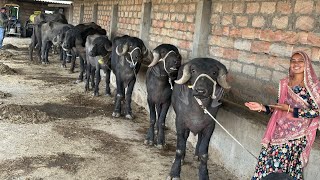 20 टॉप जाफराबादी गुजरात की सबसे जबरदस्त और मोटी कटड़ी #top #priyankadinudairyfarm #jafrabadibuffalo