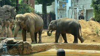 ママとお昼ご飯食べたかったアルンくん【‎2024年‎8月7日】【上野動物園】アジアゾウ