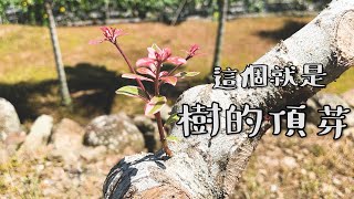 【土角可可】這就是樹的頂芽 | 媽我要長得跟大樹一樣高 | 頂芽優勢