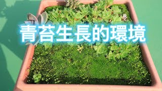 青苔生長的環境【2022/03/19】