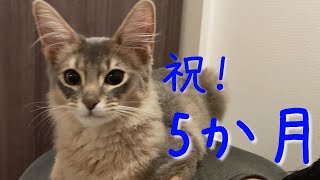 ご飯＆おやつで幸せいっぱいな子猫【ソマリブルー】