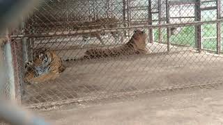 Mus saib ສວນສັດ (zoo) tsov loj tseem coob heev nyob xeev Bolikhamxay, Laos