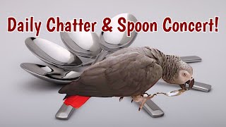 Einstein's Daily Chatter \u0026 Spoon Concert Delight!