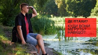 Куди зникли птахи восени? Де зимують? Навіщо мігрують? Чому птахи повертаються із вирію?