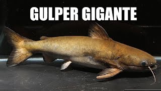 GULPER GIANT - TOCANTISIA PIRESI - NEW TROPICAL MONSTER CAT FISH AMAZÔNIA