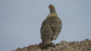 Urkeklik » Caspian Snowcock » Tetraogallus caspius