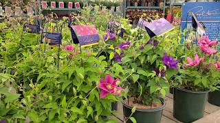 Raymond Evison™ Clematis Boulevard Series // Flowering Vines Perfect for Patio and Window Boxes