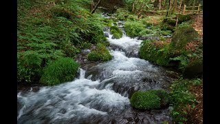 4k 2018 尚仁沢湧水地群 shoujin-swamp Spring water