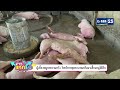 พาณิชย์แก้หมูแพง จัดจุดขายหมูถูก highlight ข่าวแหกโค้ง gmm25