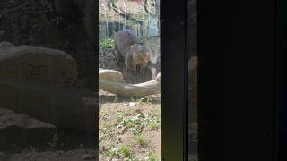 2024.5.25 穴掘り中のフクちゃん🐨✨(#五月山動物園 #ウォンバット #フクちゃん)