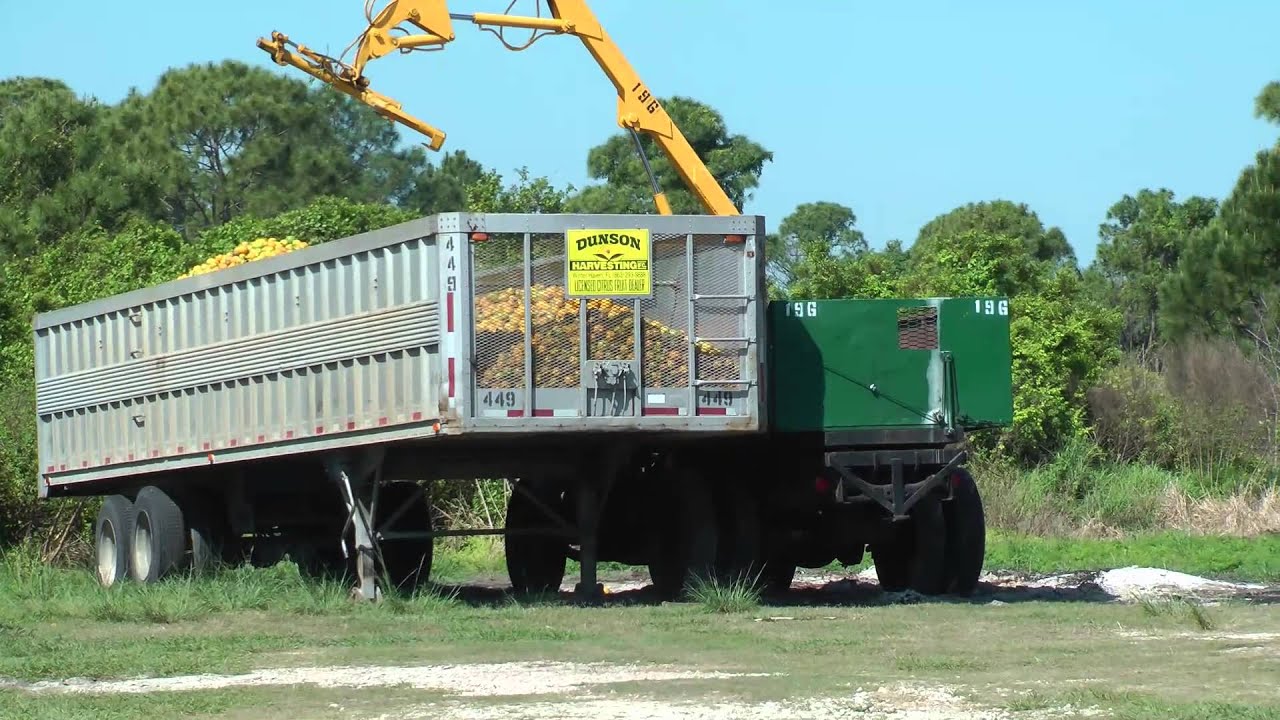 Orange Picking Youtube