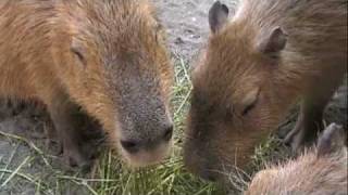 カピバラさんのお食事タイム♪ [Capybara]