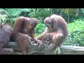 発情するオランウータン2 orangutan in heat part2